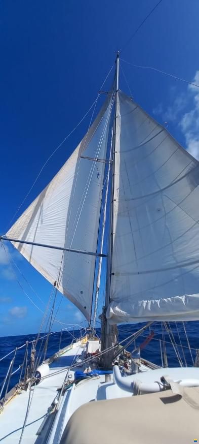 Koopmans 40