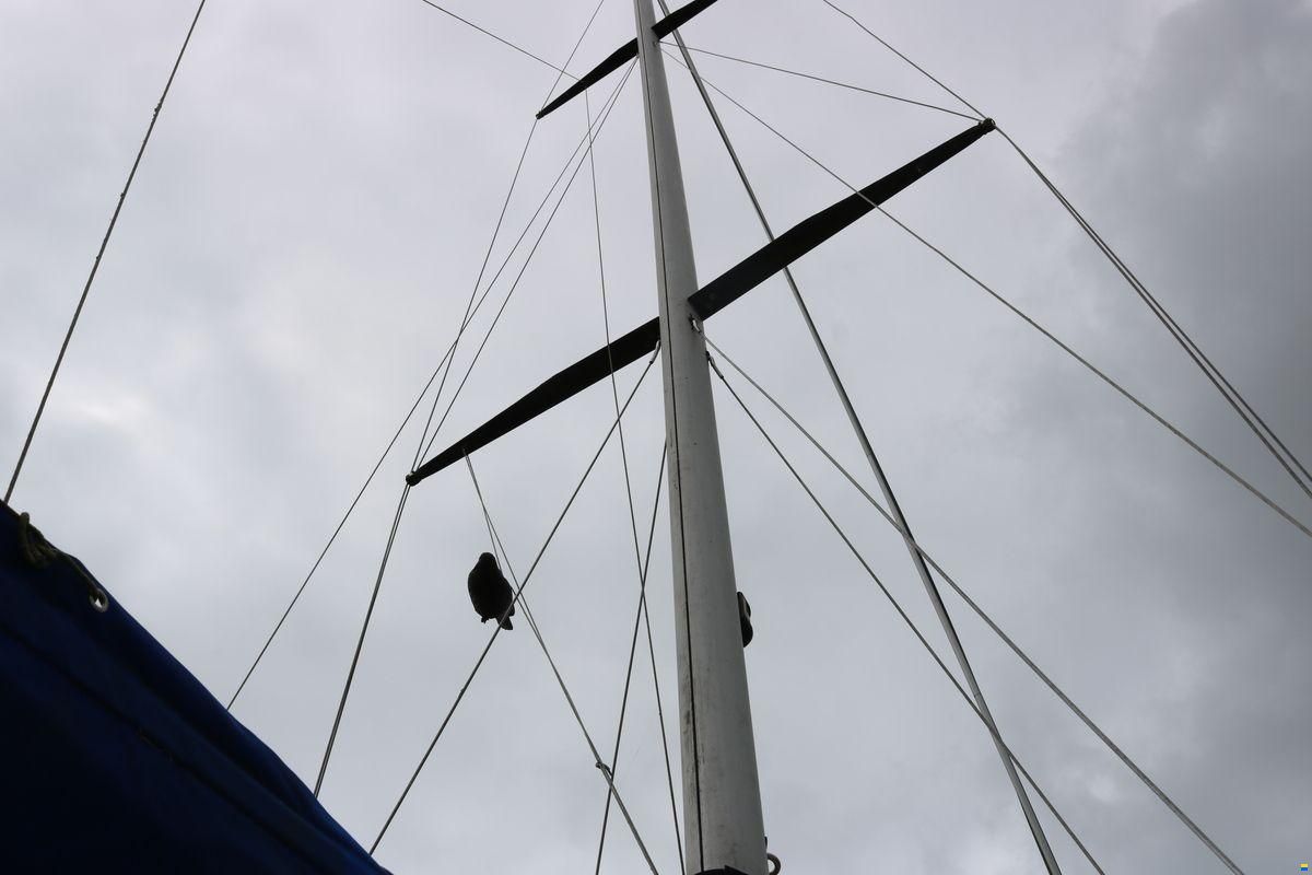 Cal 31