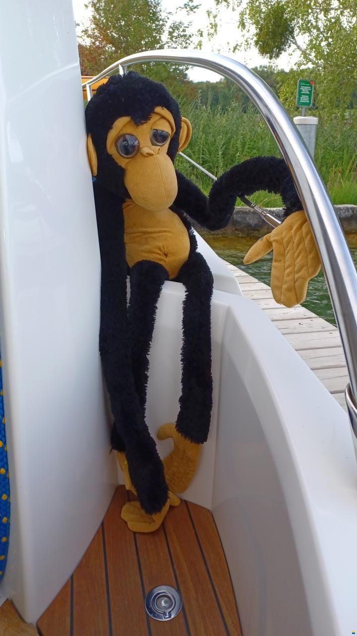 Sessa Dorado 26