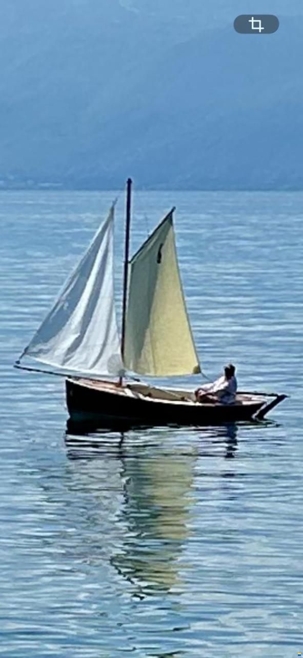 Gazelle des Iles