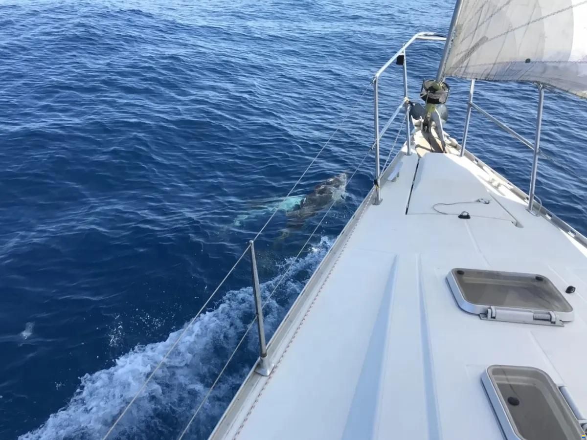 Jeanneau Sun Charm 39