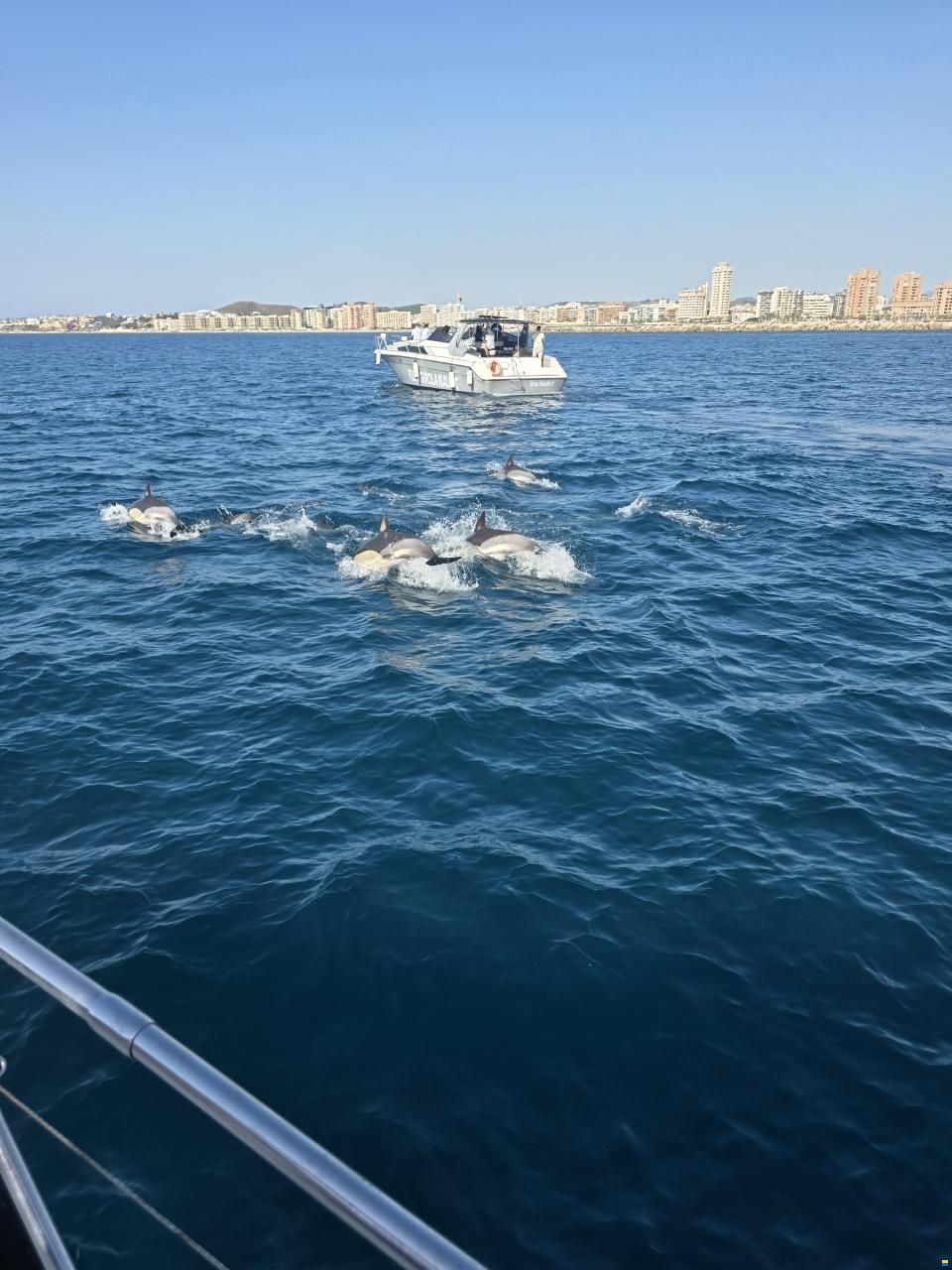 Cranchi Endurance 41