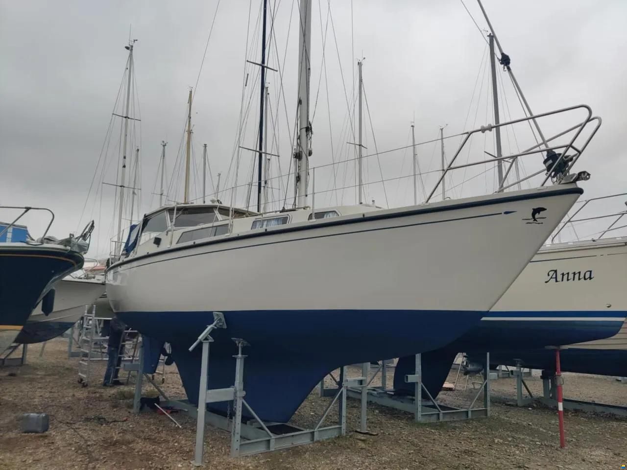 Danica Venus 31