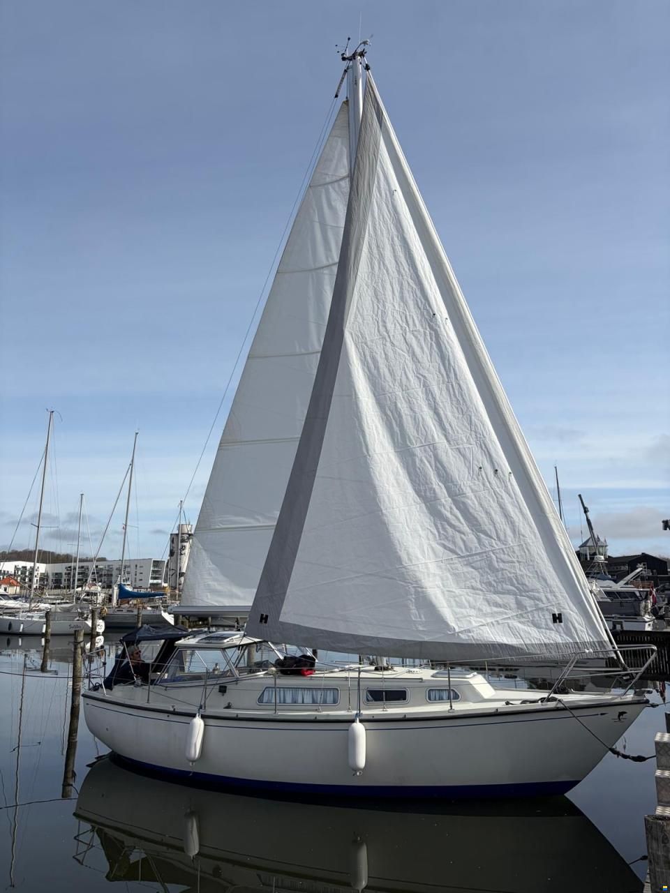 Danica Venus 31