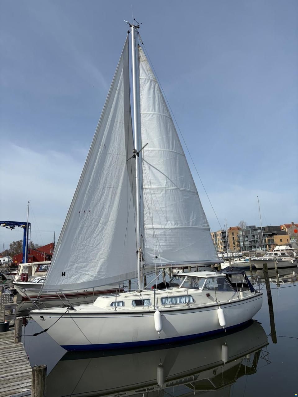 Danica Venus 31