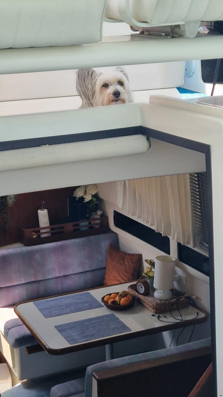 Carver 33 Aft Cabin