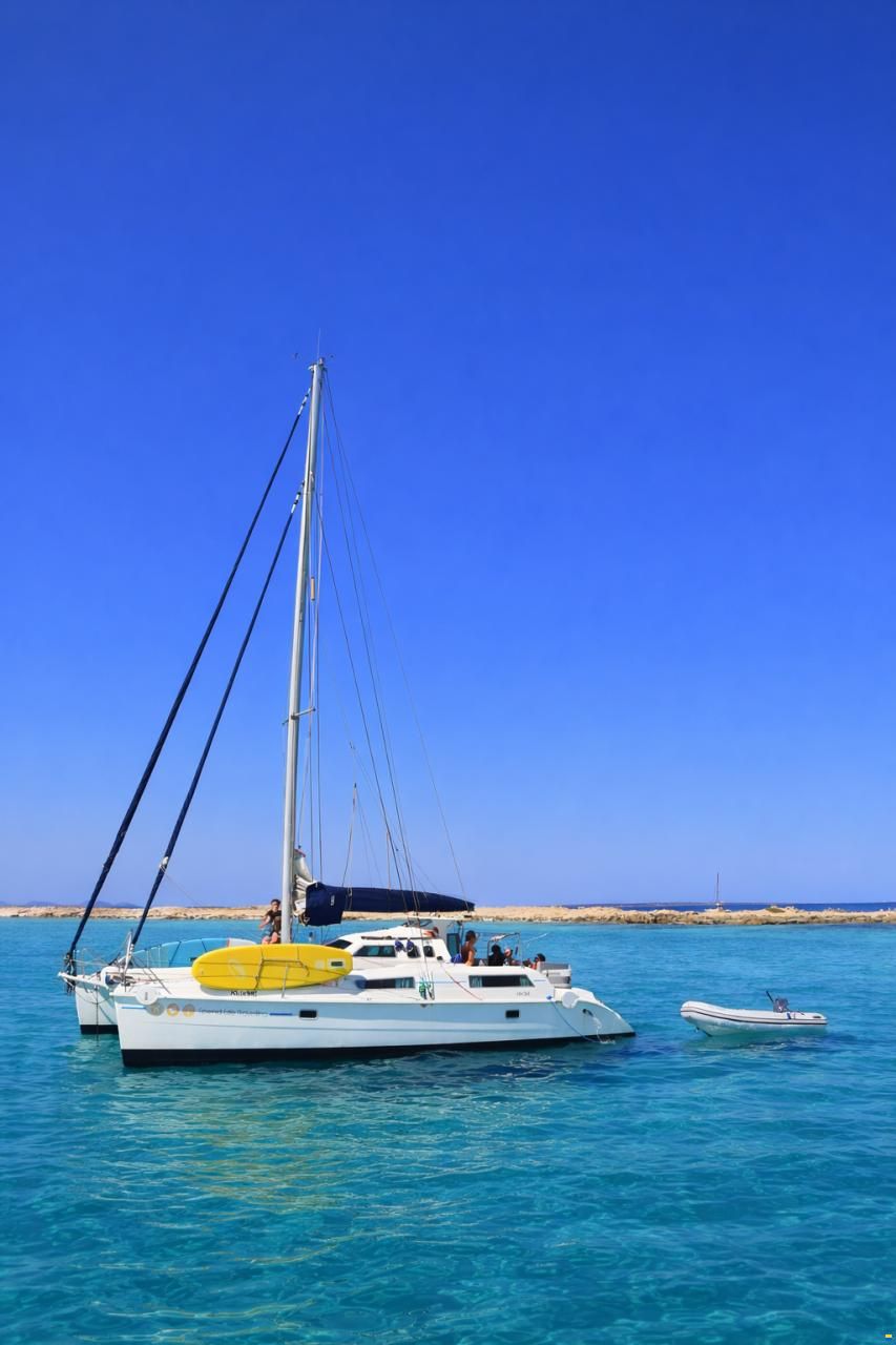 Edel Cat 36