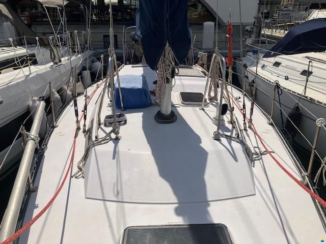 Manta Koala 38