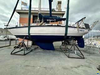 Manta Koala 38