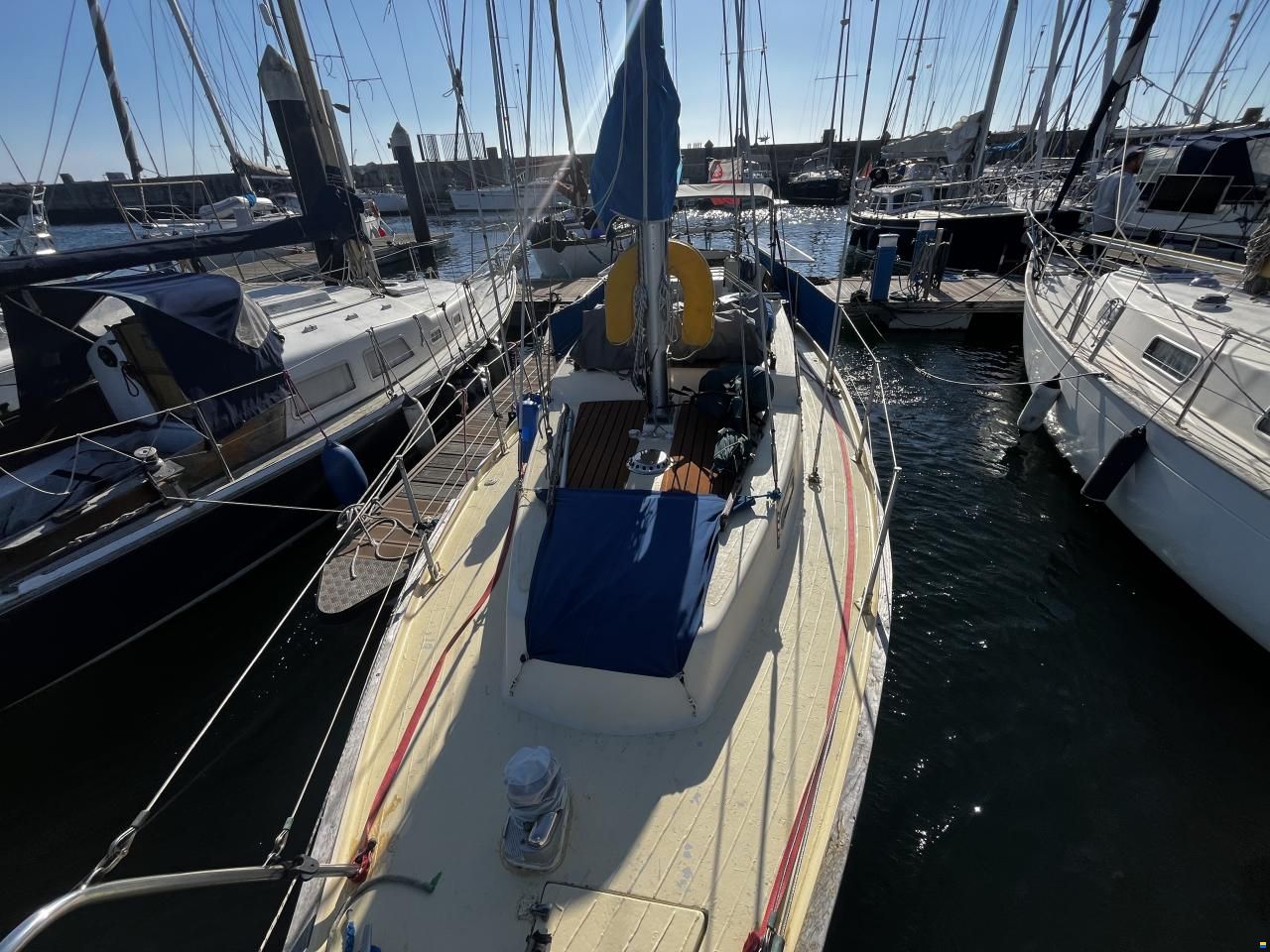 Samphire 29