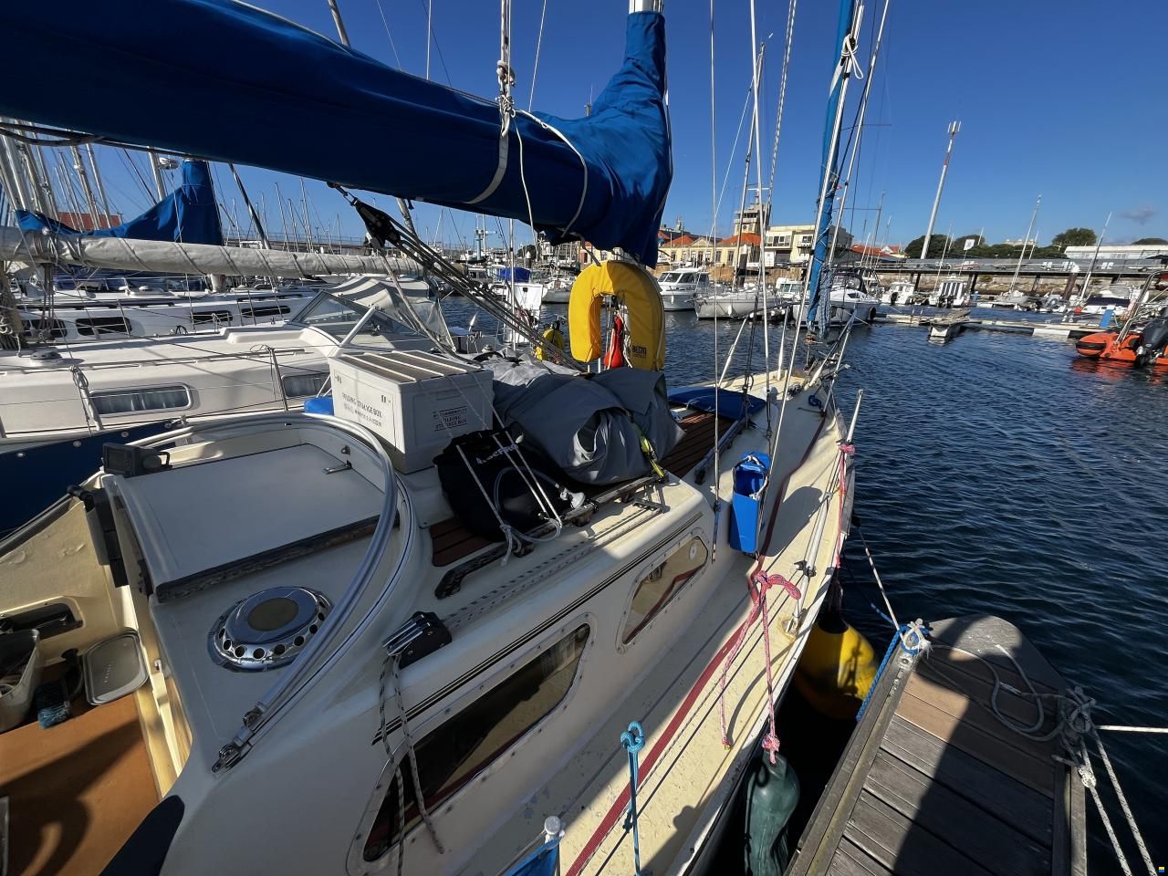 Samphire 29