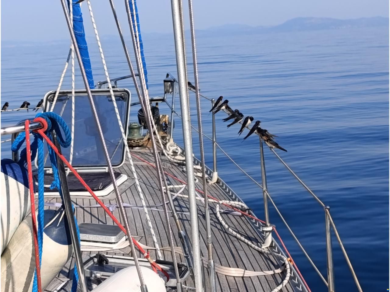 Kalik 44
