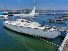 Shark 24