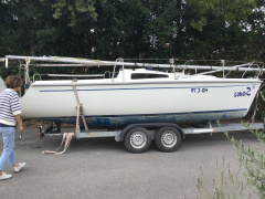 Delphia Sportina680