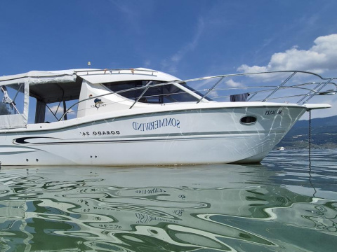 Sessa Dorado 26